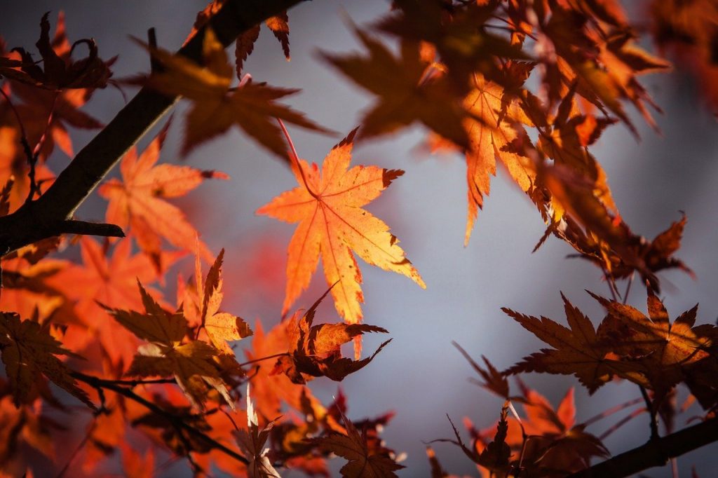 autumn leaves, maple, nature